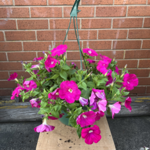 Surfina hanging basket