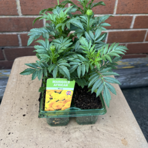 African Marigold, Tray