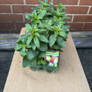 Antirrhinum, mixed, tray