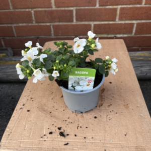 Bacopa, white, single in pot