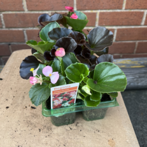 Begonia, tray