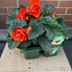 Begonia (Non-Stop), Jumbo Tray
