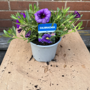 Calibrachoa, blue, single in pot