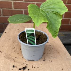Cucumber, Femspot, single in pot