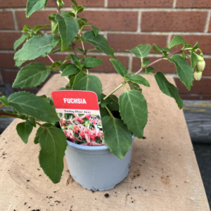 Fuchsia, trailing, single pot