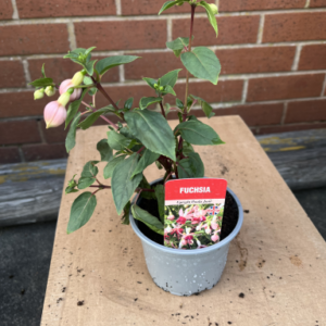 Fuchsia, upright, single pot