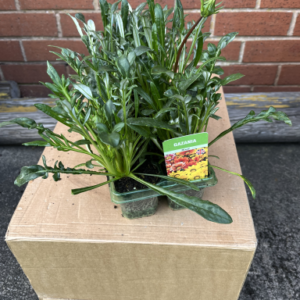 Gazania, mixed, tray