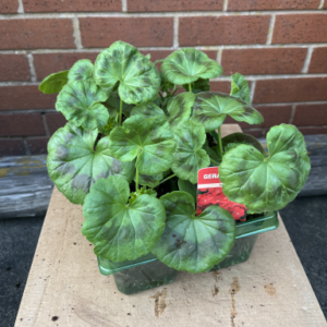 Geranium, Jumbo Tray