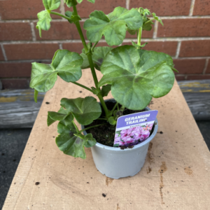 Geranium Trailing, single in pot