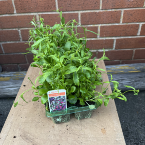 Lobelia (Trailing), Mixed, Tray