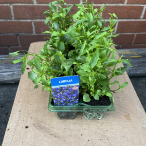 Lobelia (Trailing), Blue, Tray
