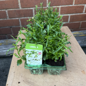 Lobelia (Upright), White, Tray