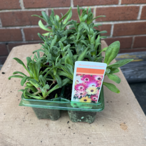 Mesembryanthemum, tray