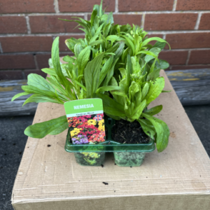 Nemesia, mixed tray