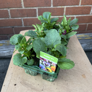 Pansy Tray
