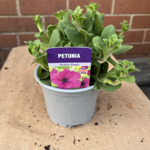 Pertunia plant in pot