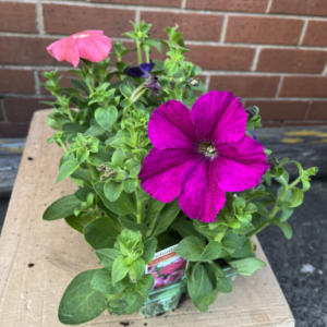 Petinua's Mixed Tray