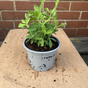 Sweet pea pot