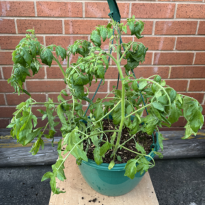Tomato Plant Basket