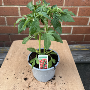 Single Tomato plant (Gardeners Delight), in pot