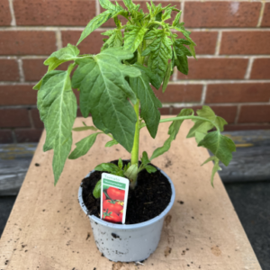 Tomato (Moneymaker) in pot.