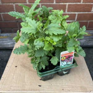 Verbana, mixed, tray